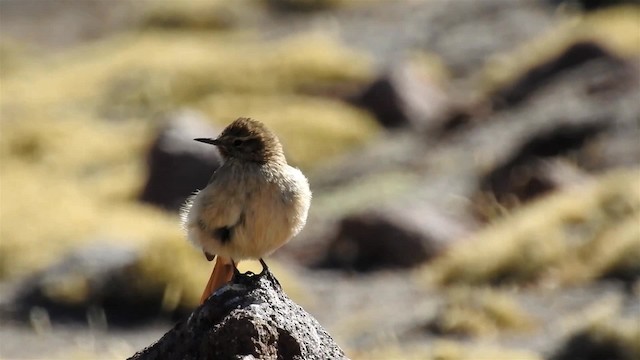 ミヤマカマドドリ - ML200940921