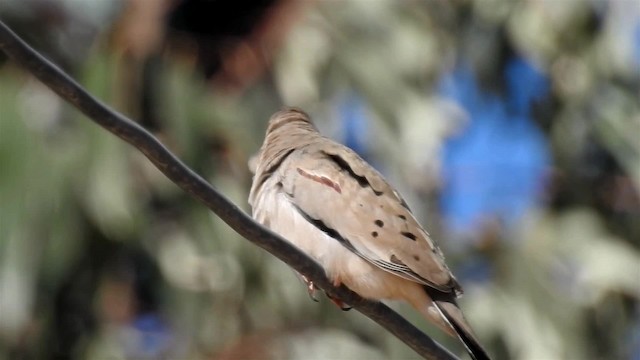 Croaking Ground Dove - ML200940961