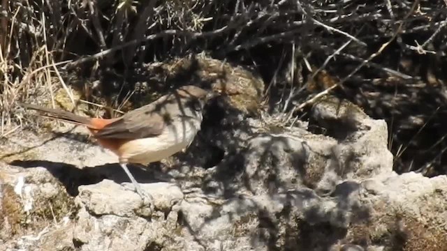 キムネカマドドリ（arequipae） - ML200940971
