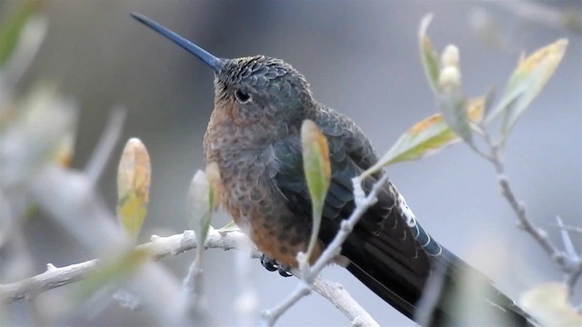 Colibrí Gigante - ML200940981