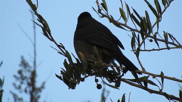 Golden-billed Saltator - ML200940991