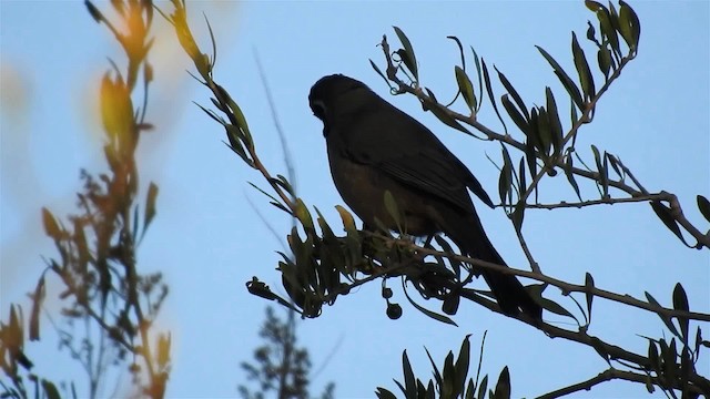 Golden-billed Saltator - ML200941001