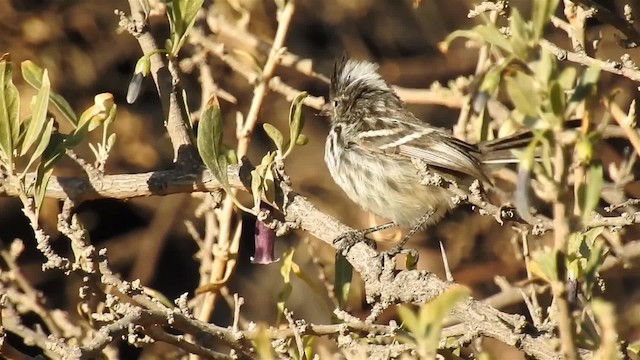 カンムリカラタイランチョウ - ML200941121