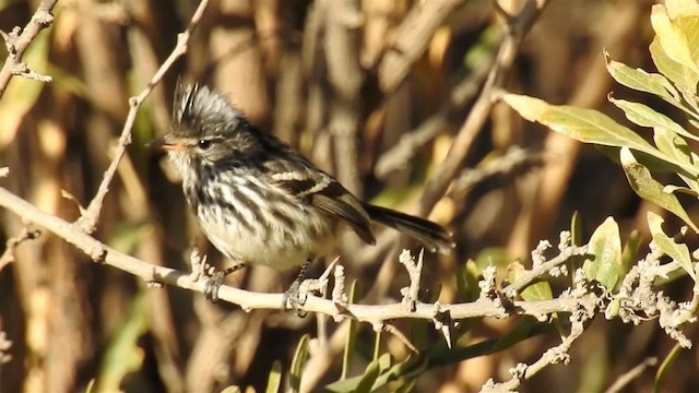 カンムリカラタイランチョウ - ML200941131