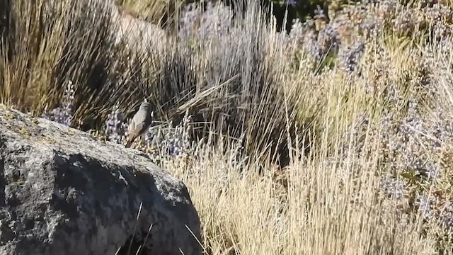 Dormilon gris - ML200941231