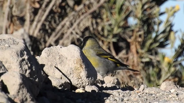 ハシブトヒワ - ML200941241