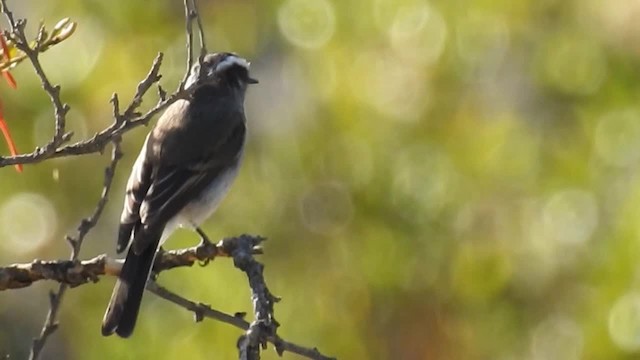 White-browed Chat-Tyrant - ML200941251