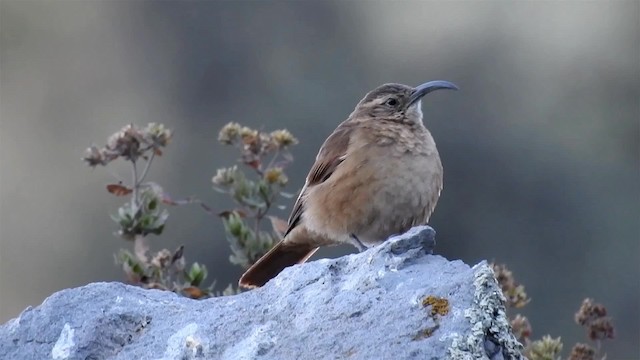 White-throated Earthcreeper - ML200941261