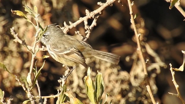 Yellow-billed Tit-Tyrant - ML200941281