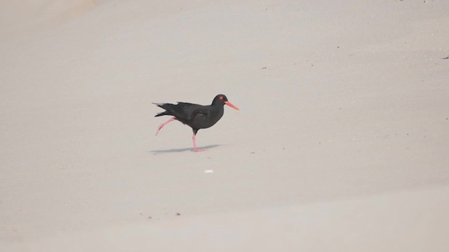 African Oystercatcher - ML200941351