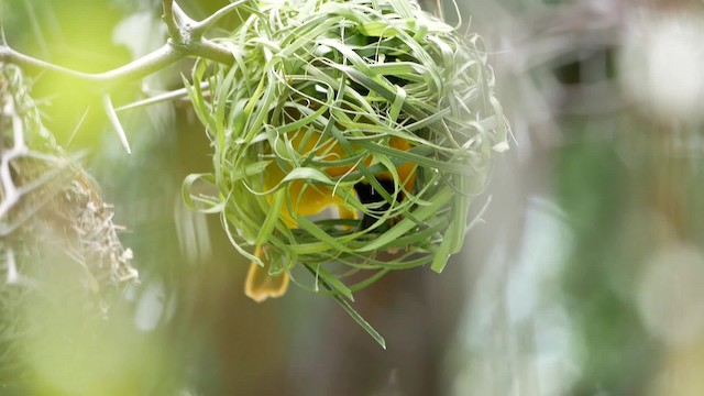 Southern Masked-Weaver - ML200941421