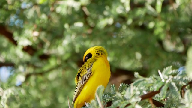 Southern Masked-Weaver - ML200941441