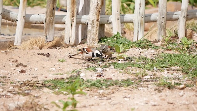 Cape Sparrow - ML200941461