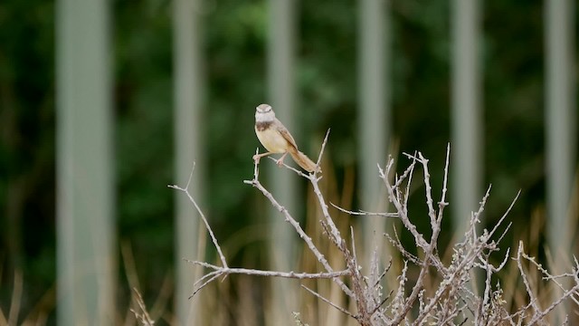 Black-chested Prinia - ML200941481