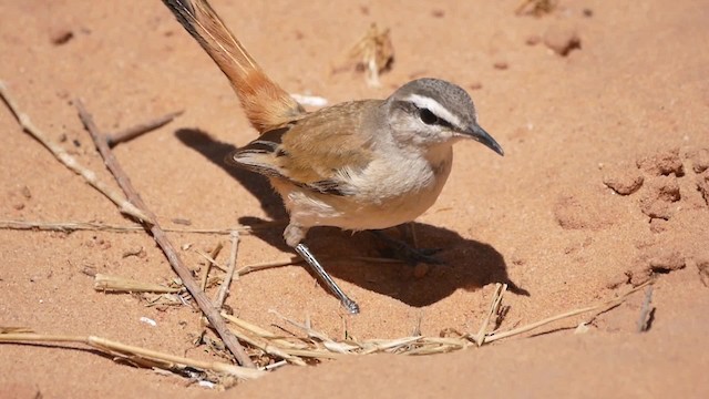 Kalahari Scrub-Robin - ML200941491