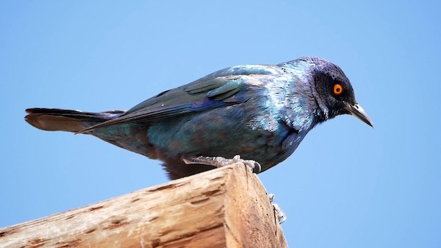 Cape Starling - ML200941501