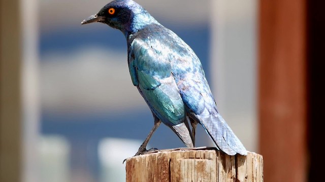 Cape Starling - ML200941511