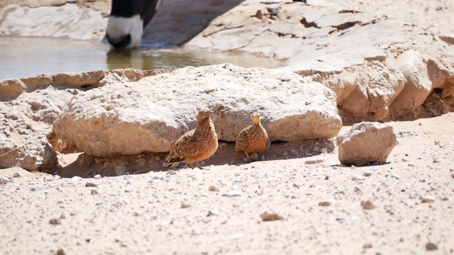 Burchell's Sandgrouse - ML200941541