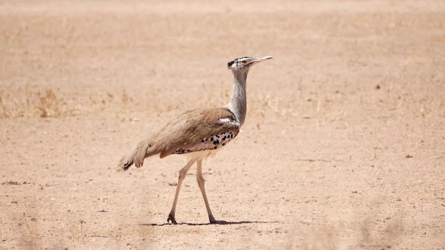 Kori Bustard - ML200941551