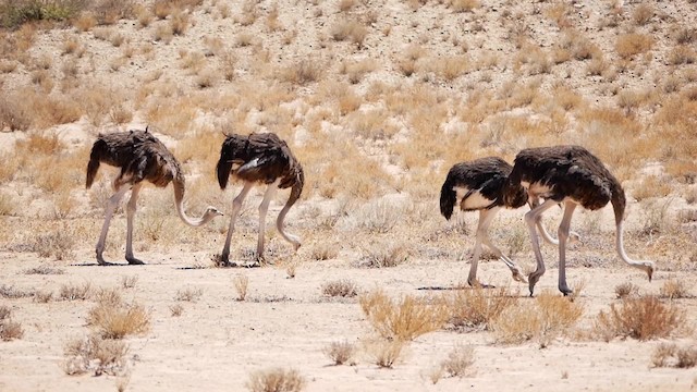 Common Ostrich - ML200941571