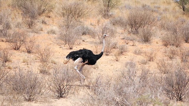 Common Ostrich - ML200941581