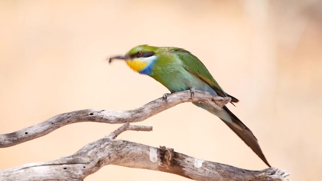Swallow-tailed Bee-eater - ML200941611