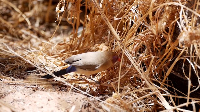 Violet-eared Waxbill - ML200941631