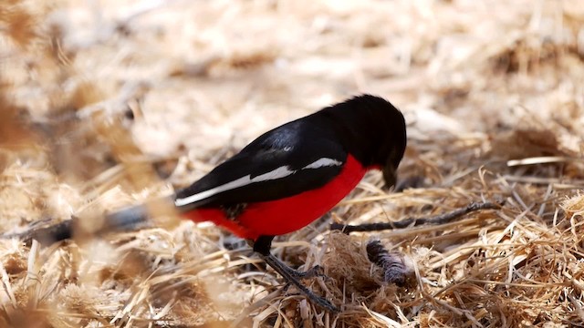 Crimson-breasted Gonolek - ML200941641