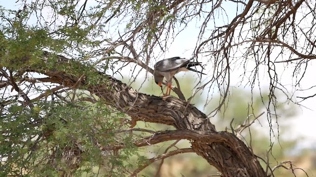 Pale Chanting-Goshawk - ML200941671