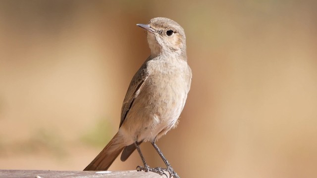 Familiar Chat - ML200941681