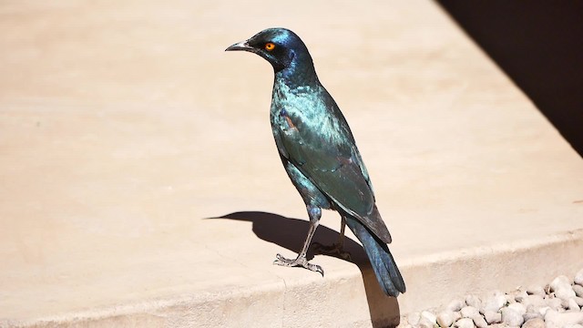 Cape Starling - ML200941691