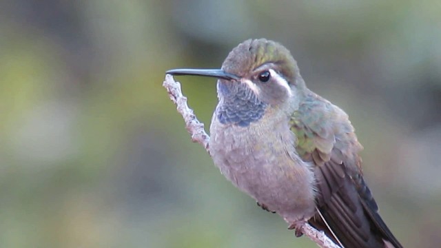 Blue-throated Mountain-gem - ML200941711