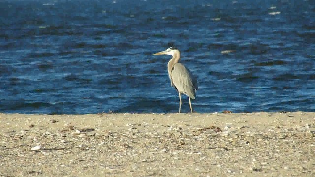 Great Blue Heron - ML200941741