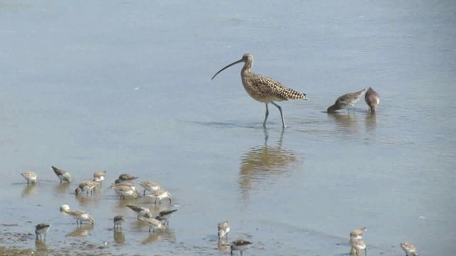 Long-billed Curlew - ML200941751