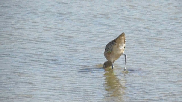 Rostbrachvogel - ML200941761