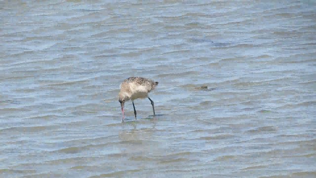 Marbled Godwit - ML200941771