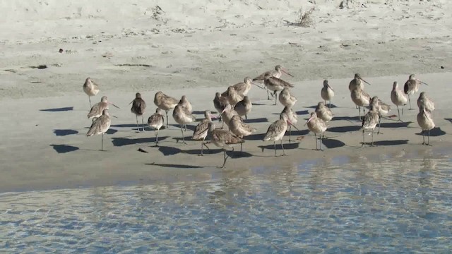 Marbled Godwit - ML200941781