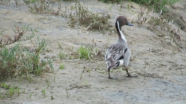 Northern Pintail - ML200941791