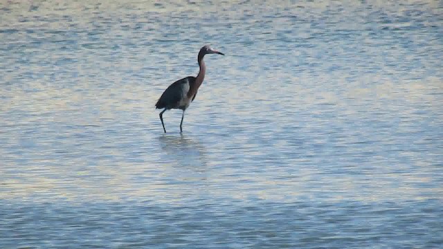 Reddish Egret - ML200941801