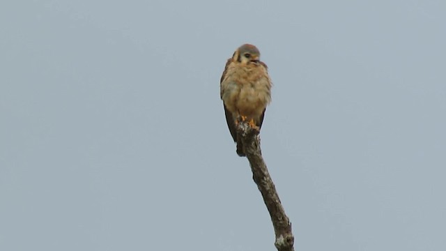 American Kestrel - ML200941861