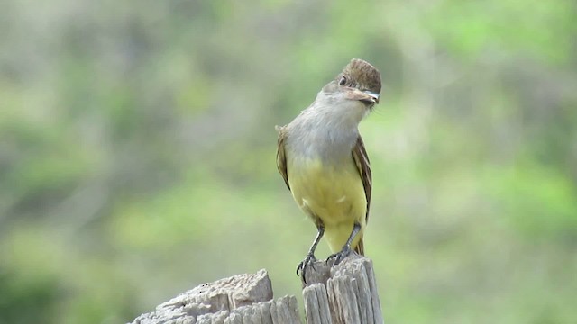 Brown-crested Flycatcher - ML200941911