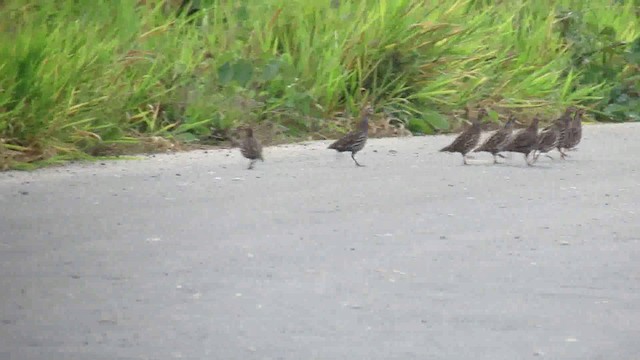 Crested Bobwhite (Crested) - ML200941991