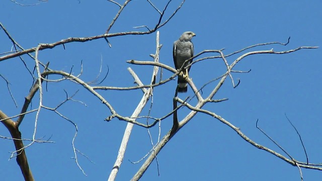 Gray-lined Hawk - ML200942011