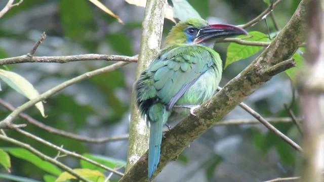Groove-billed Toucanet (Groove-billed) - ML200942021