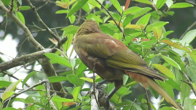 Breithauben-Stirnvogel (oleagineus) - ML200942081