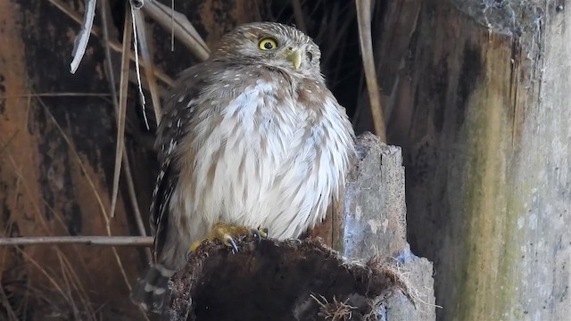 アカスズメフクロウ（brasilianum グループ） - ML200942221