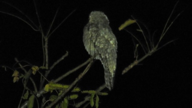 Great Potoo - ML200942281