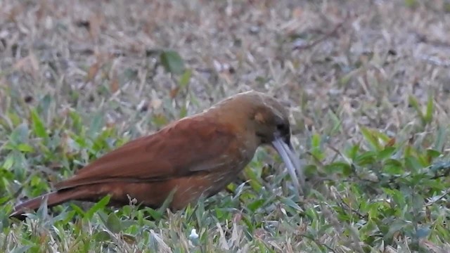 Great Rufous Woodcreeper - ML200942291