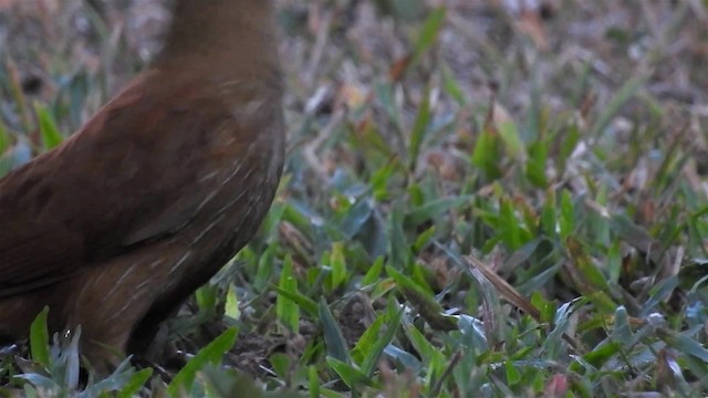 Great Rufous Woodcreeper - ML200942301