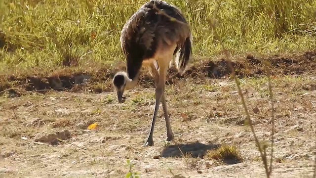 Greater Rhea - ML200942341